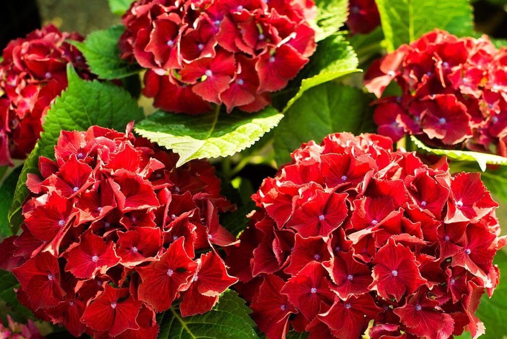 Cele mai frumoase flori de toamnă: flori de hortesnsie burgundy în grădină, în lumina soarelui.