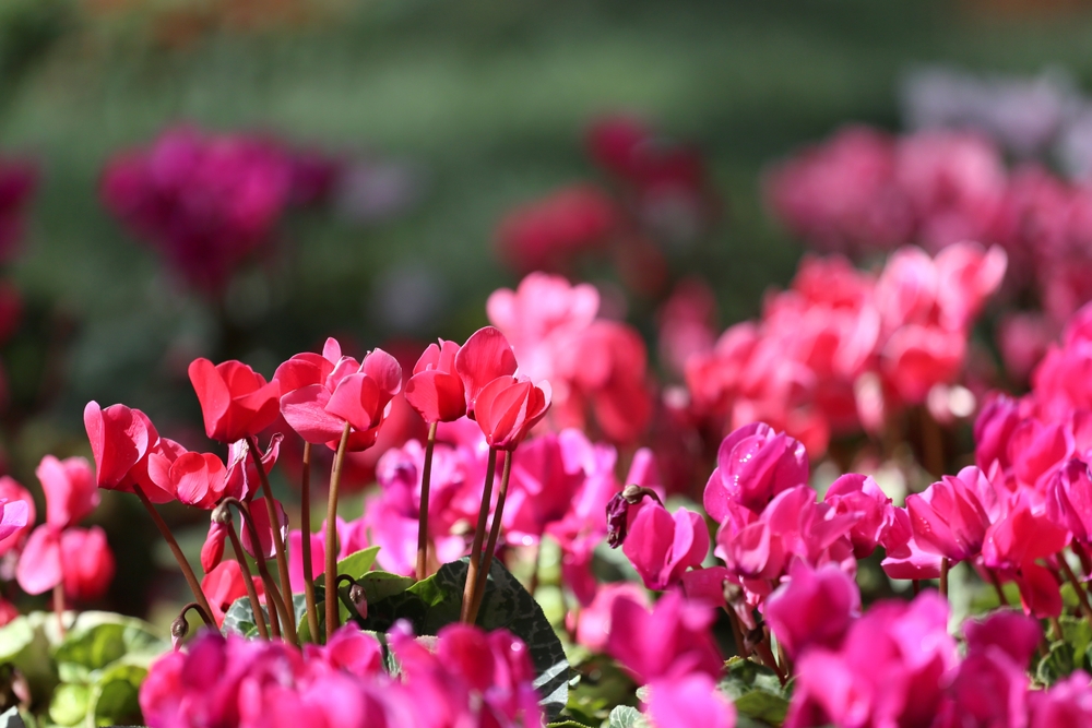 Cyclamen floare de gradina plantare toamna