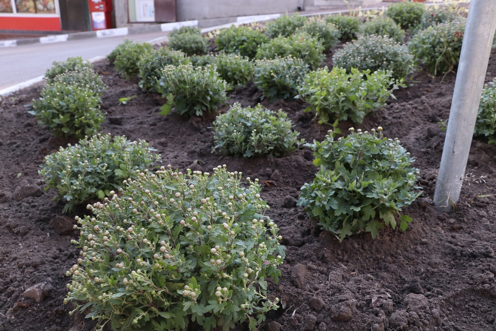 Dumitrițe flori de toamnă: mai multe snopuri de dumitrițe sau crizanteme plantate în grădină, încă neînflorite, dar cu boboci.