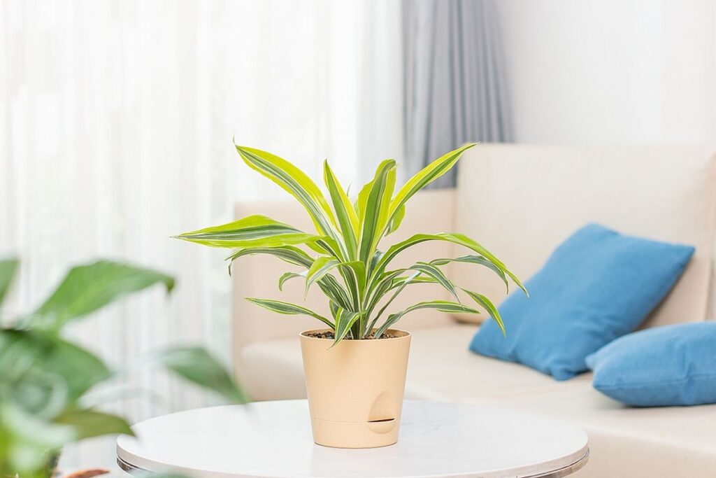 O plantă dracena într-un ghiveci crem cu autoudare, pe o masă albă rotundă într-un living cu lumină puternică indirectă.