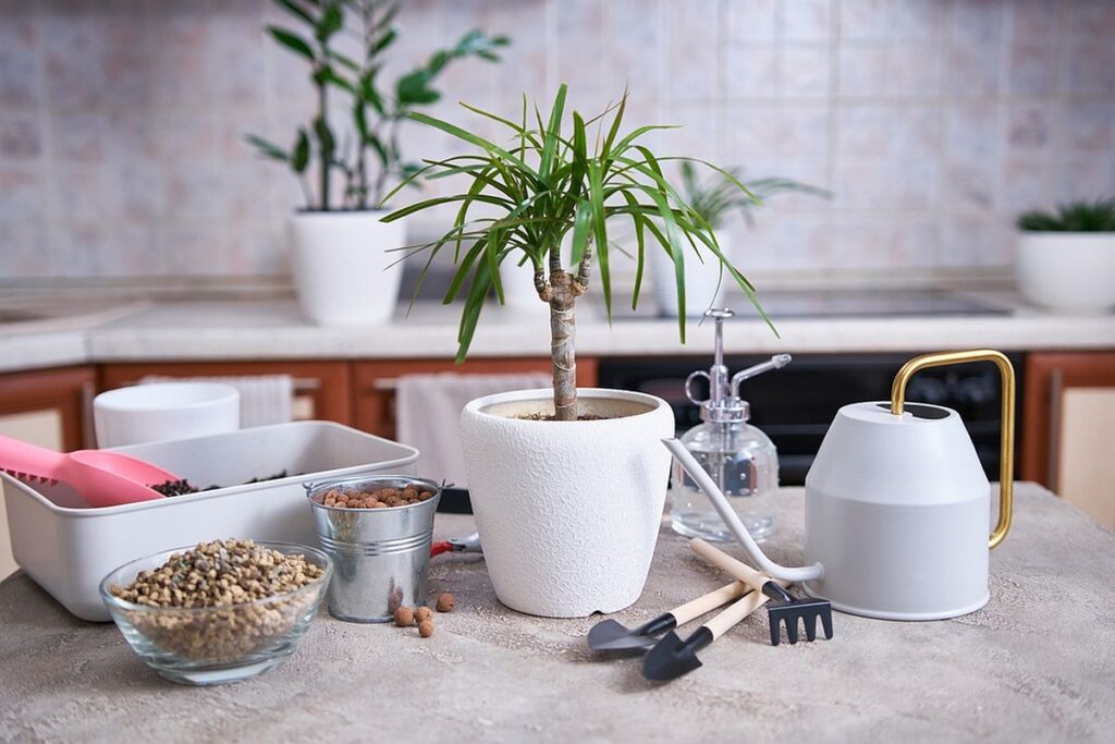 O plantă dracena într-un ghiveci alb pe o masă, alături de unelte de grădinărit și substrat de plante într-un bol transparent.