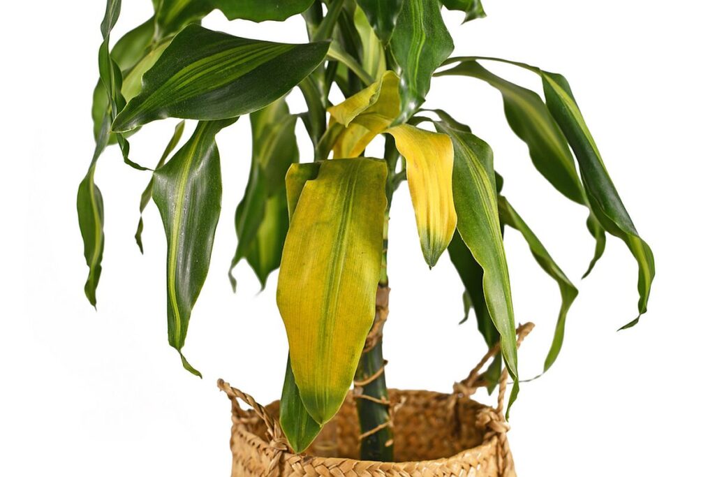 Dracena îngrijire: O plantă dracena cu frunze îngălbenite și bolnave.