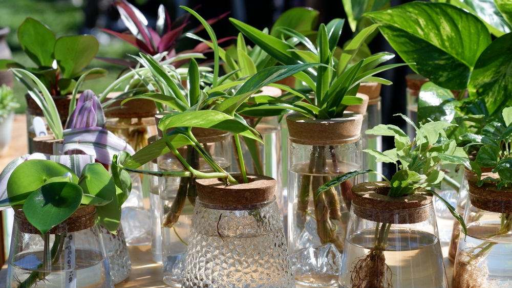 plante care schimba aerul inchis dintr-o camera