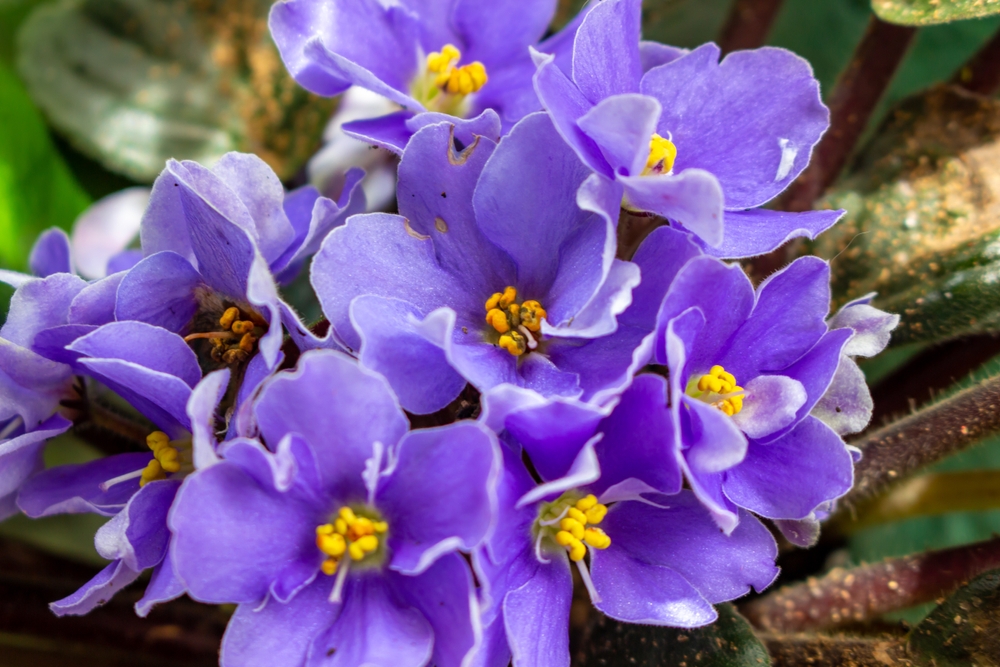 violeta floare gradina plantare toanmna