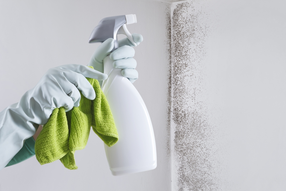 Mâini cu mănuși de menaj albe și o cârpă verde deschis, pulverizează cu o sticlă albă din plastic cu pulverizator o soluție pe muceiaul negru de pe peretele alb.