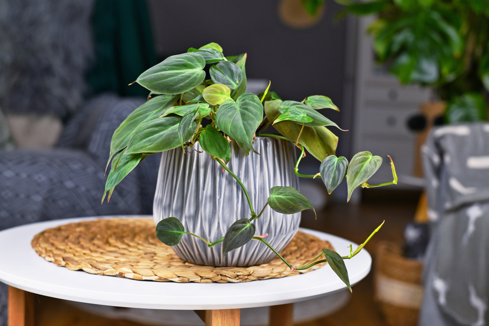 Philodendron curgător pentru baie in ghiveci