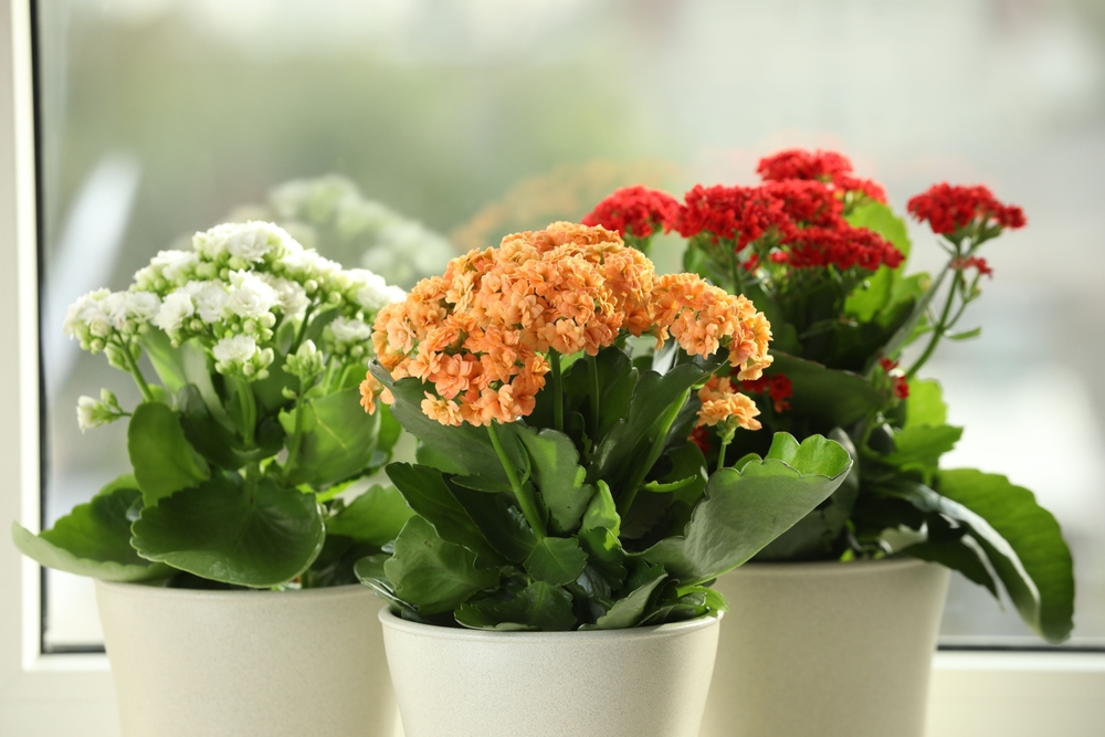 Plante otrăvitoare: Trei plante de kalanchoe înflorite cu flori albe portocalii și roșii în ghivece albe în fața unei ferestre.