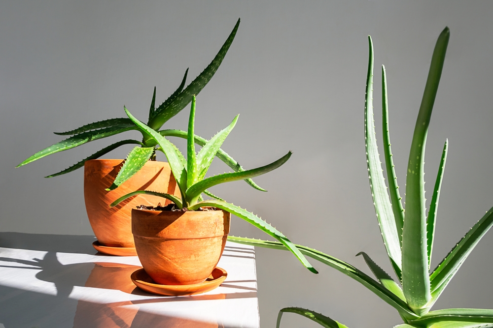 Trei plante de aloe vera în ghivece de teracotă, pe un masă albă, în lumina directă a soarelului, care creează umbre pe suprafața mesei.