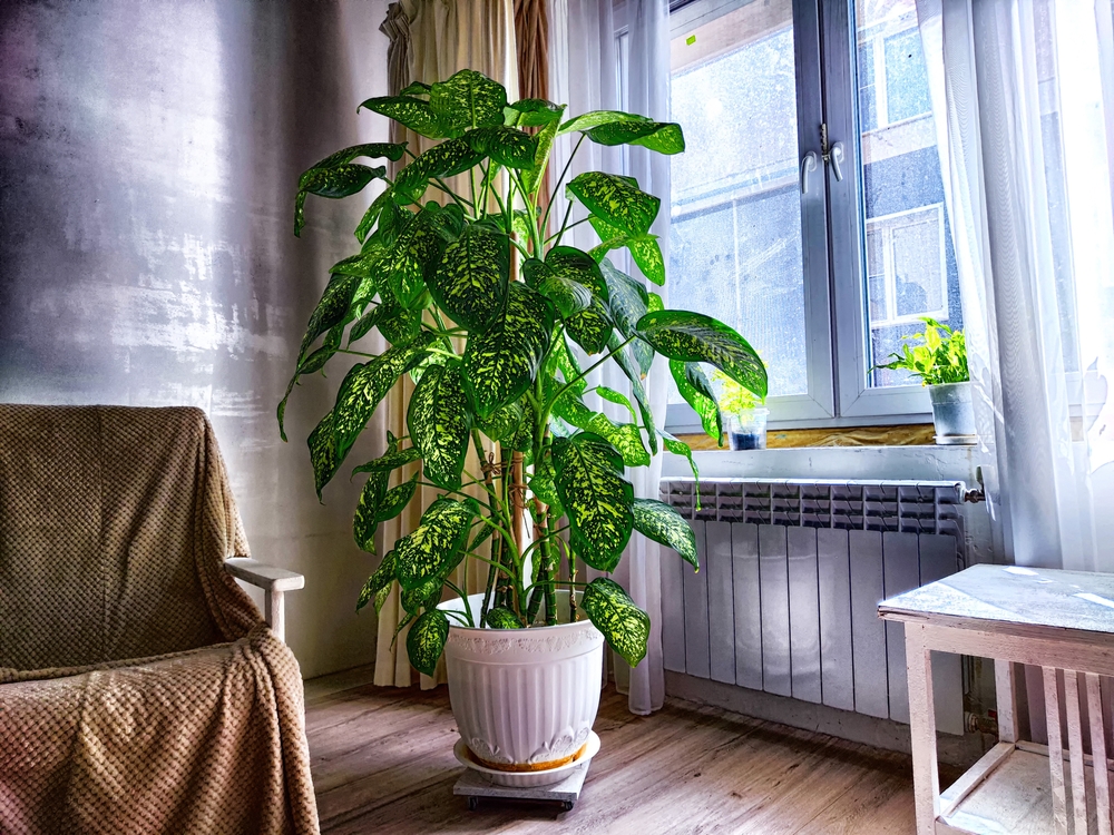 Plante otrăvitoare: O plantă Dieffenbachia mare într-un ghiveci alb în locuință în fața geamului în lumină indirectă puternică.