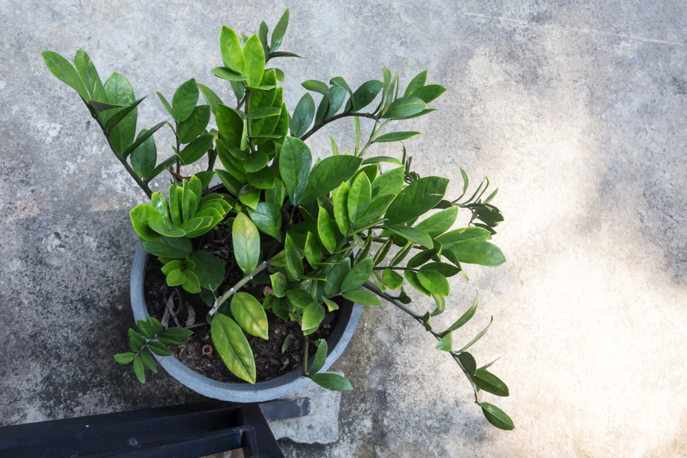 OPlante otrăvitoare: Planta ZZ într-un ghiveci gri pe un fundal gri, fotografiată de sus.