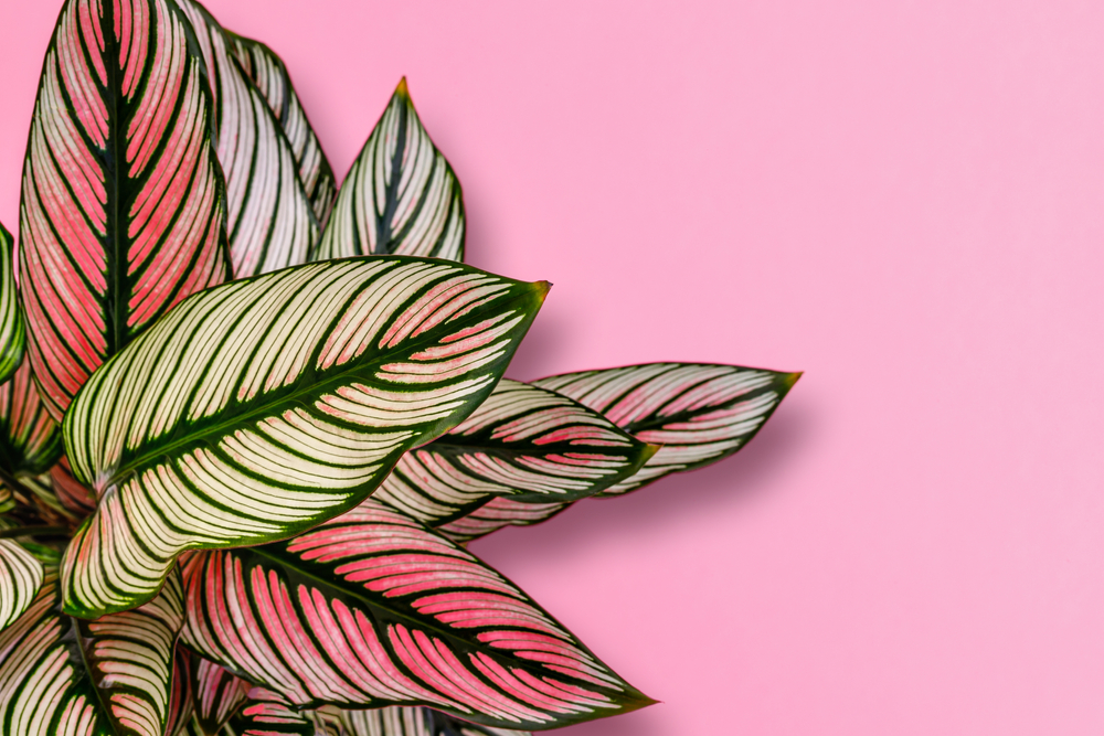 Frunze de calathea ornata pe un fundal roz deschis.