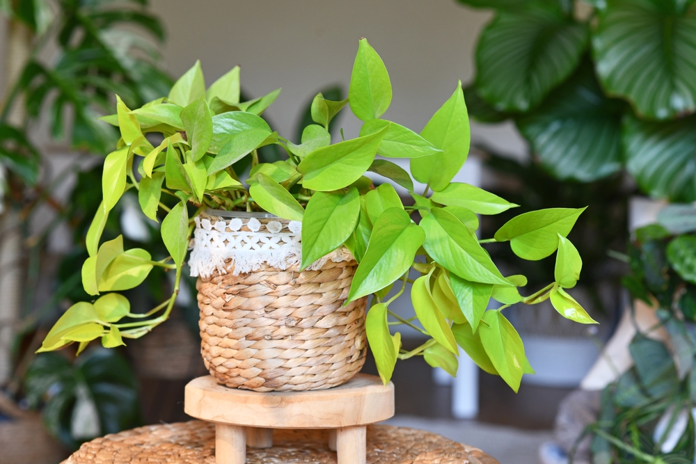 Plante otrăvitoare: O plantă pothos verde neon într-un ghiveci împletit din lemn pe un stand rotund cu picioare din lemn natur.