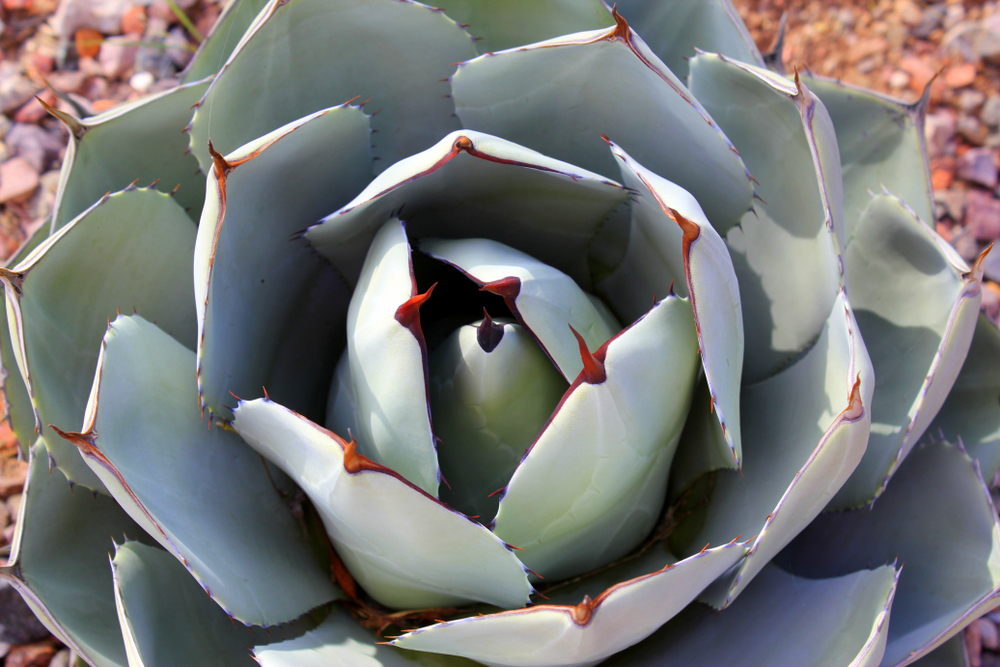 Plante suculente rezistente la ger: O plantă de agave parryi fotografiată de sus.