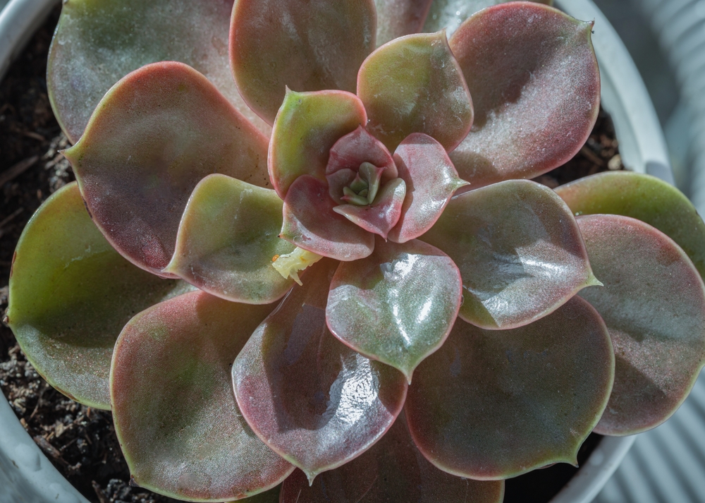 Echeveria perle von Numberg fotografiată de sus în plin soare, cu frunze verde pal cu nuanțe rozalii.