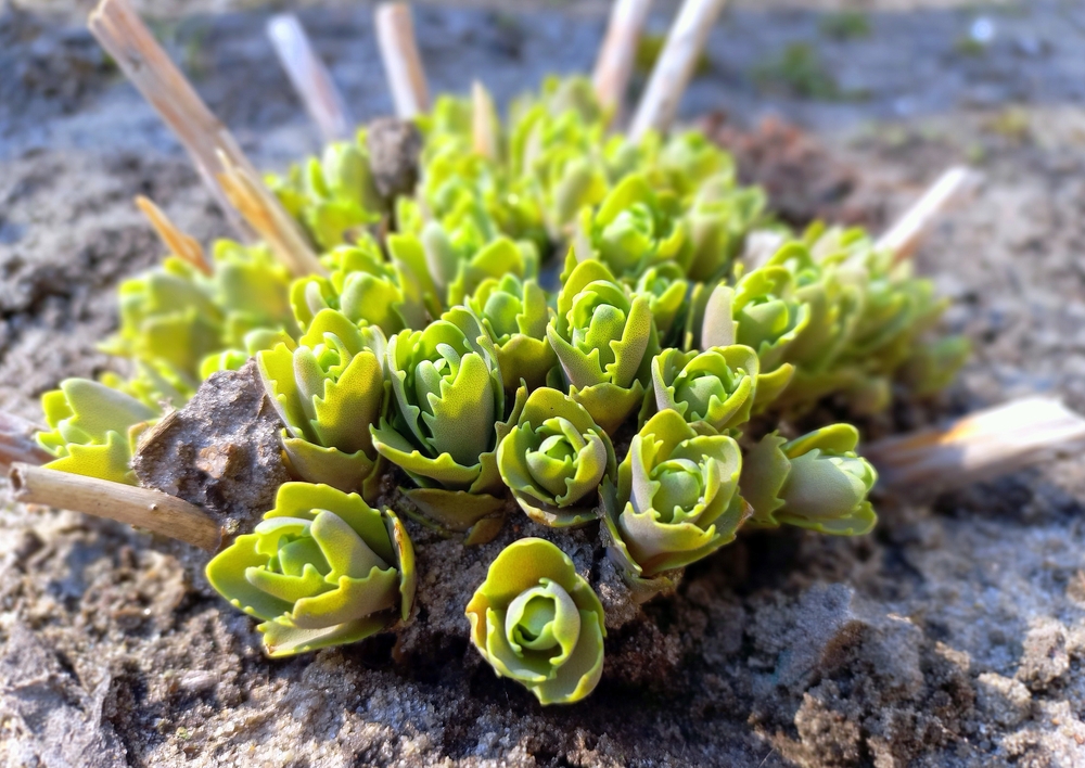 Plante suculente rezistente la ger: Mănunchiuri de sedum verde în natură, close-up.