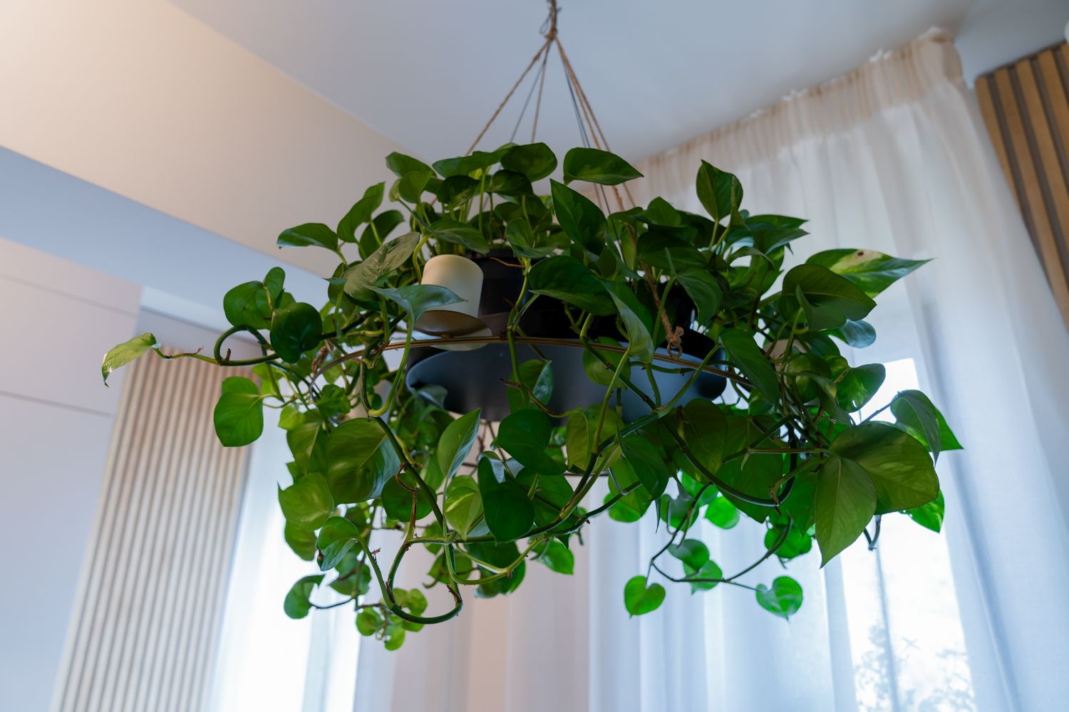 candelabru diy plante pothos agățat de tavan