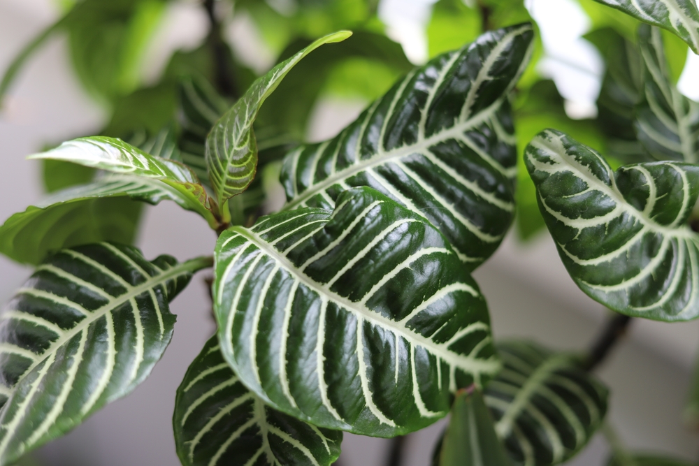 planta zebra vazuta de aproape pentru baie