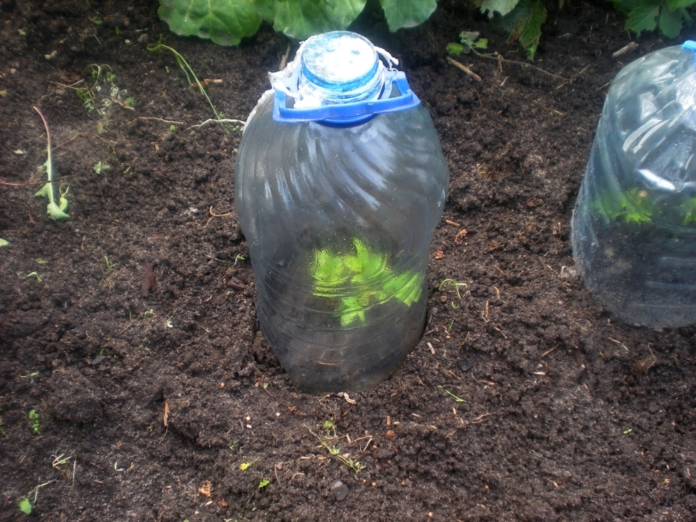 Butaș de trandafir proaspăt plantat cu o sticlă din plastic tăiată pusă deasupra pentru umiditate și protecție.