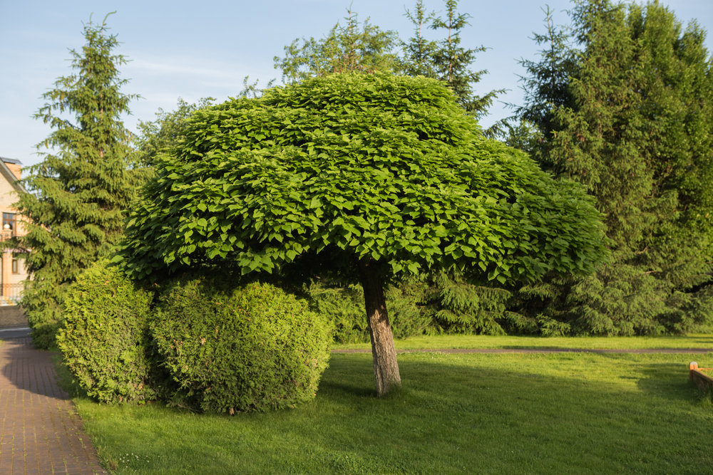 Catalpa arbore umbra