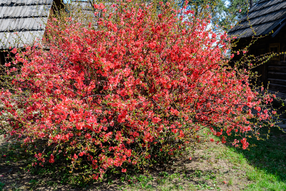 gutui japonez arbust ornamental in curte