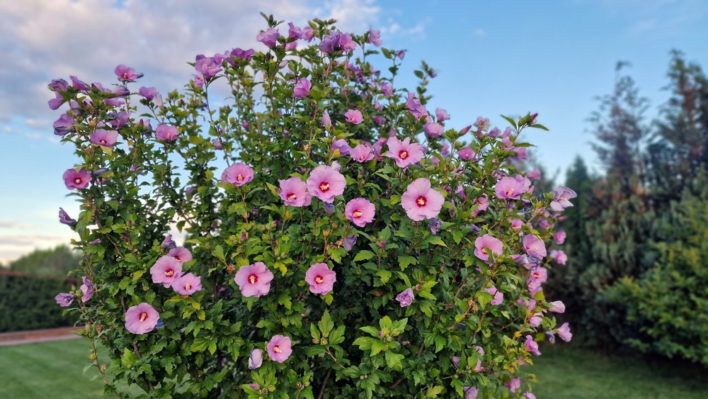 zamasita arbust ornamental cu flori mov rosiatice