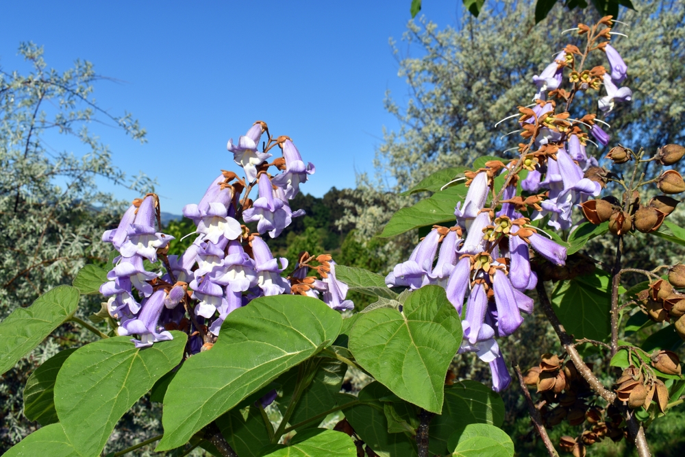Paulownia flori mov