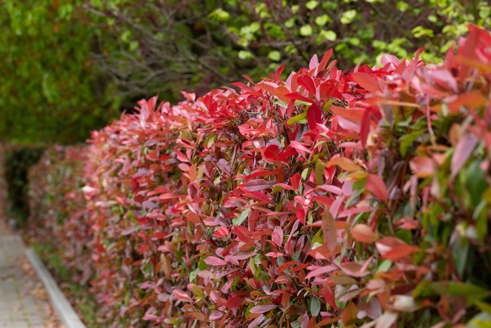 Photinia fraseri Red Robin arbust ornamental cu frunze rosii si verzi pentru gard viu