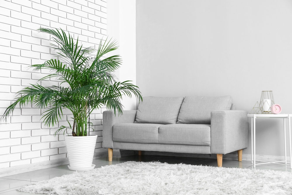 Plante interior mari: Un palmier areca mare într-un ghiveci alb într-un colț de living cu canapea gri, covor pufos alb și pereți cu model de cărămidă albă și măsuță albă metalică.