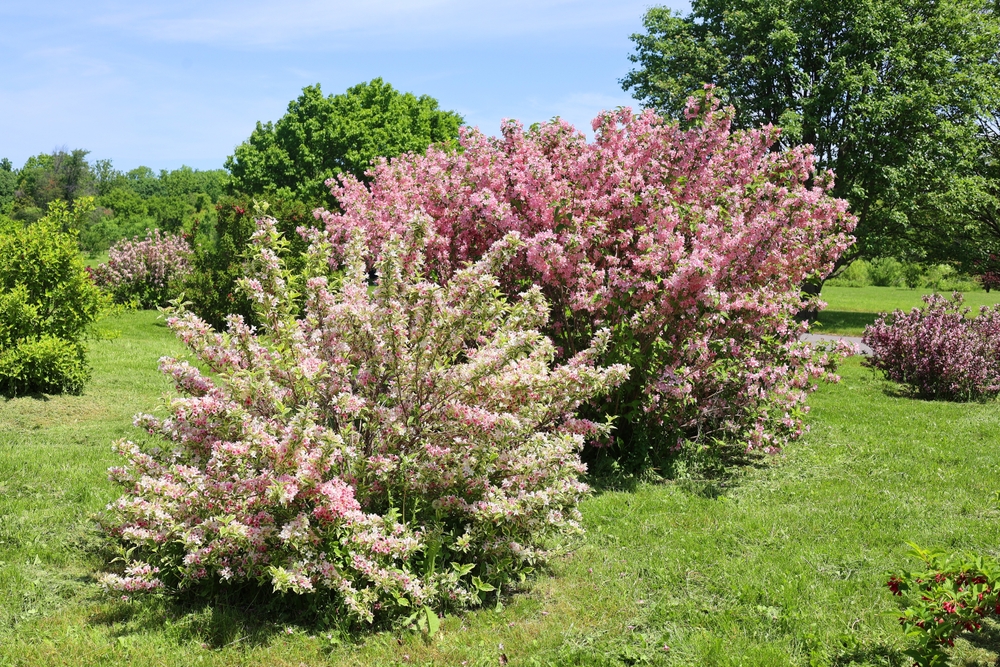 Weigela florida arbust rosu gradina