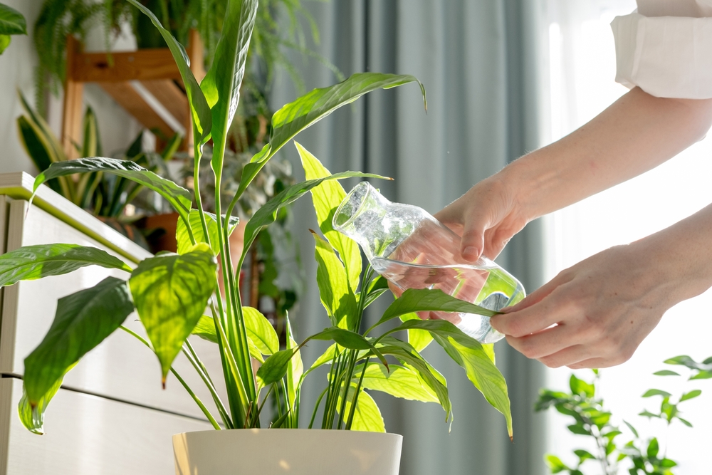 apa plante de apartament udare de catre femeie