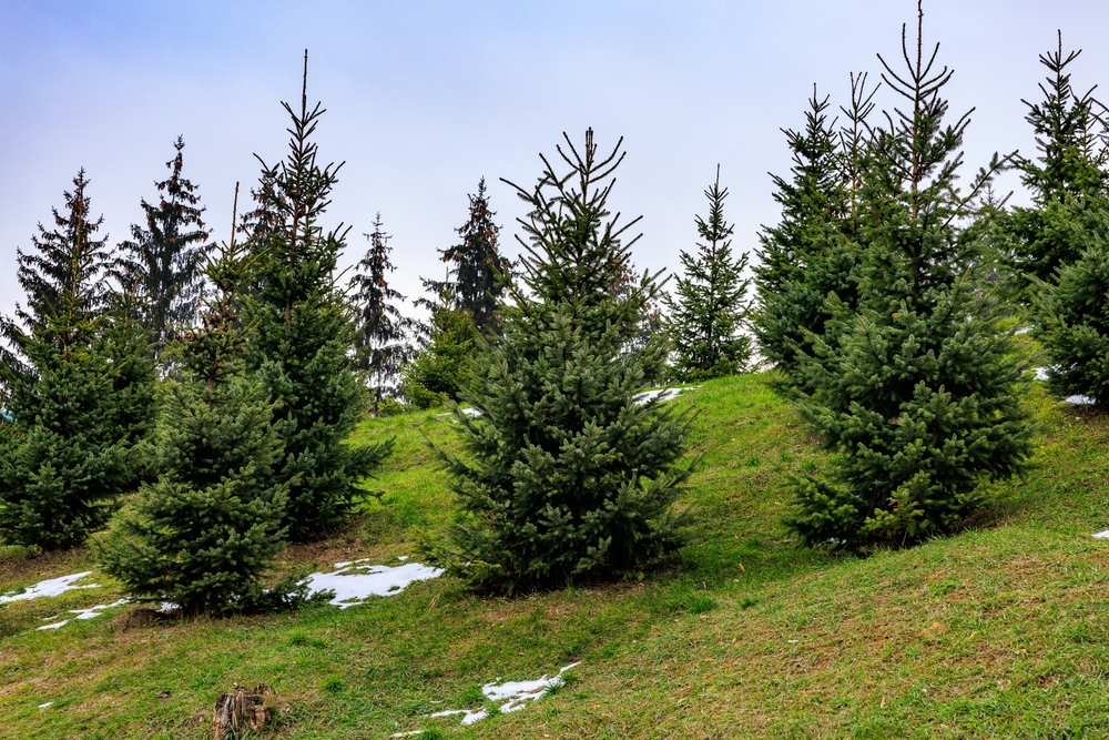 brazi crescuti in natura