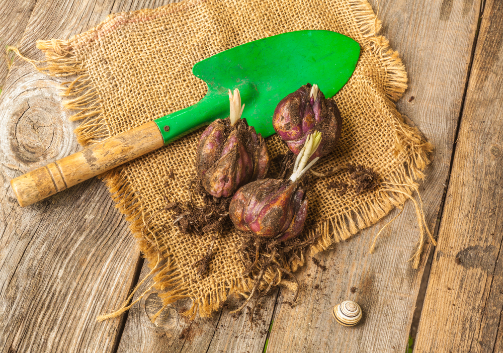 bulbi de crini imperiali incoltiti pregatiti pentru plantare si asejati pe o panza de iuta langa o sapaliga verde