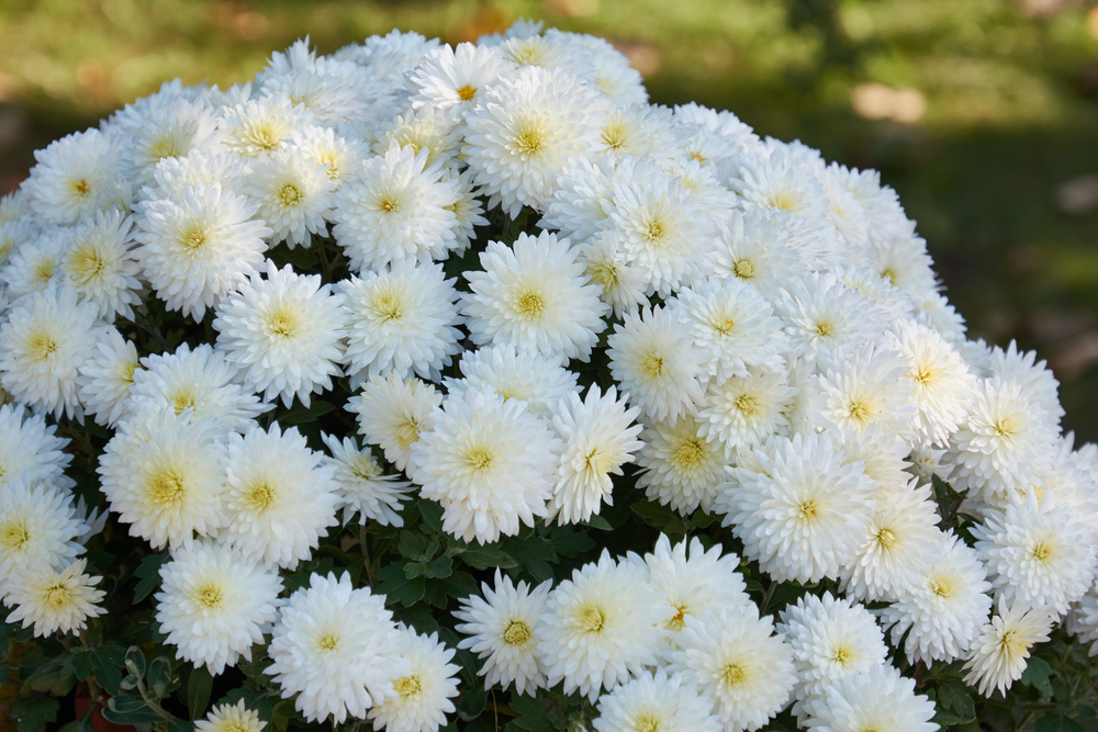 crizantema alba in buchet in gradina