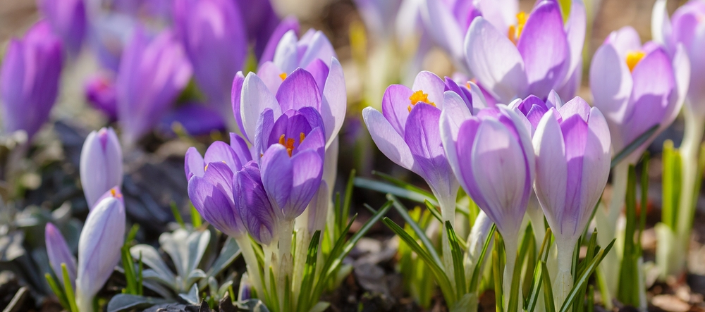 flori de branduse mov crocus inflorite in gradina