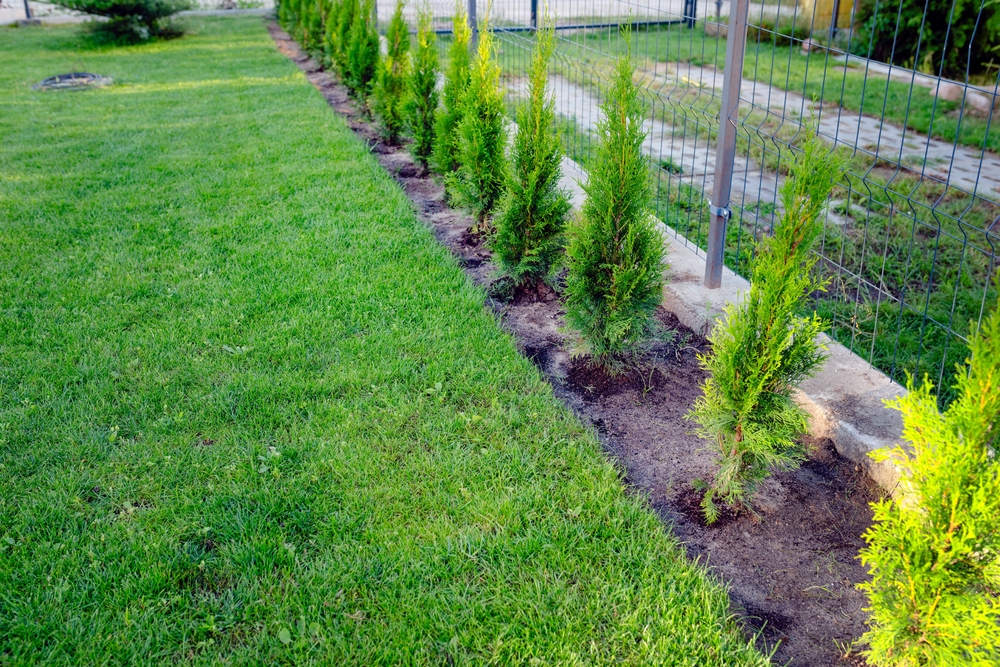 distanta de plantare tuia in curte pentru a face un gard viu