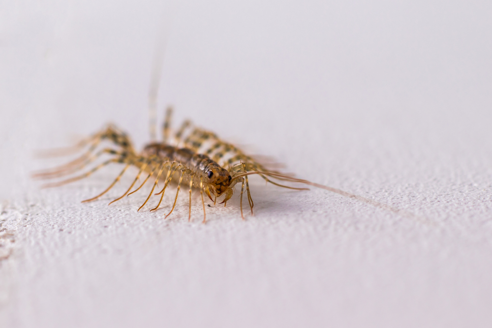 Scutigera coleoptrata gandac cu multe picioare vedere detaliu