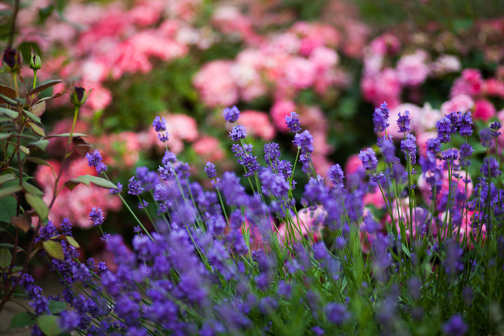 lavanda care infloreste in gradina cu trandafiri roz pe fundal