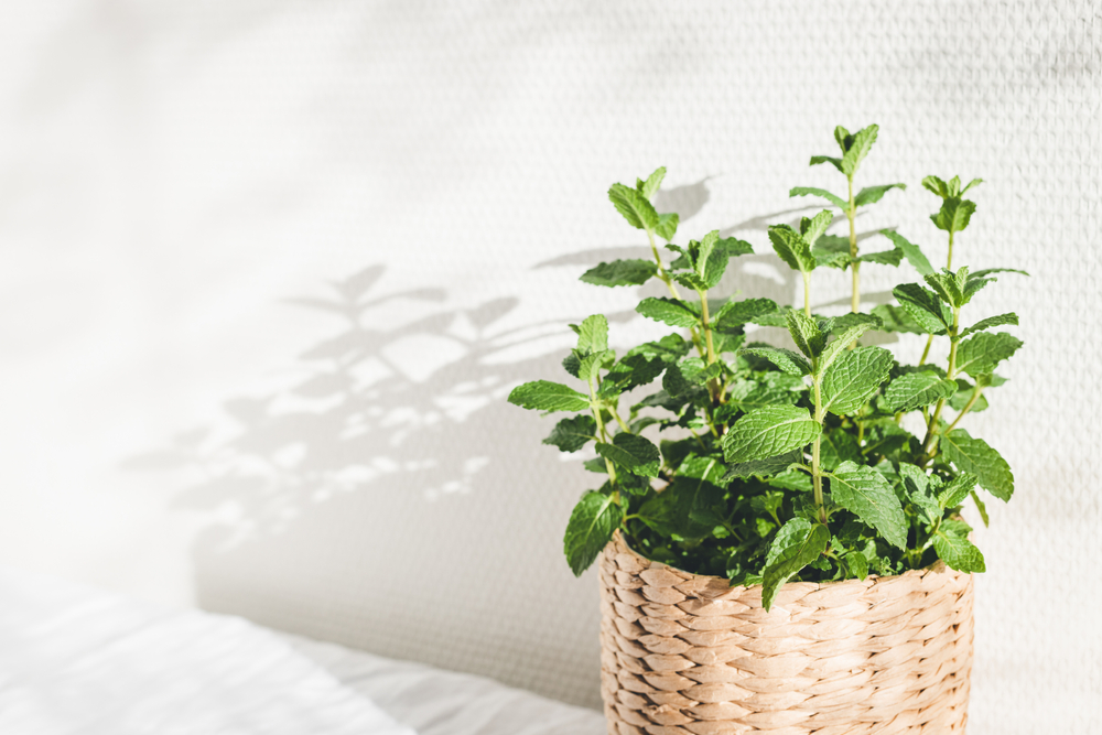 menta in ghiveci contra insectelor din casa