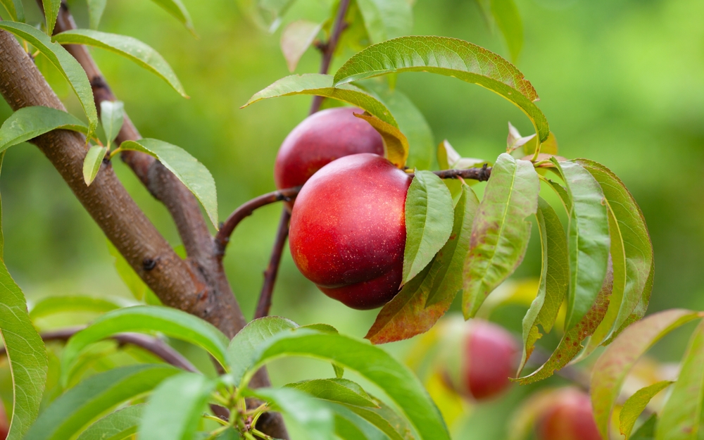 nectarin fructe gradina
