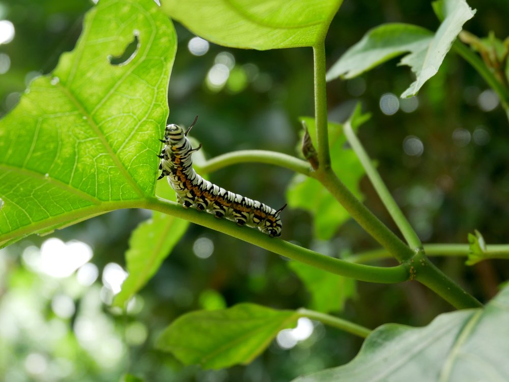 omida mananca planta