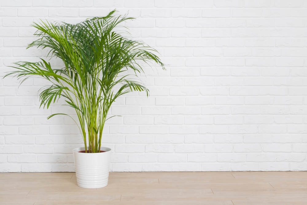 palmier de areca umezeala casa