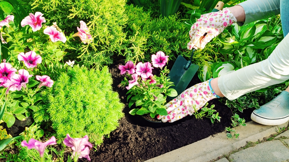 plantare petunii intr-o gradina verde cu alte plante