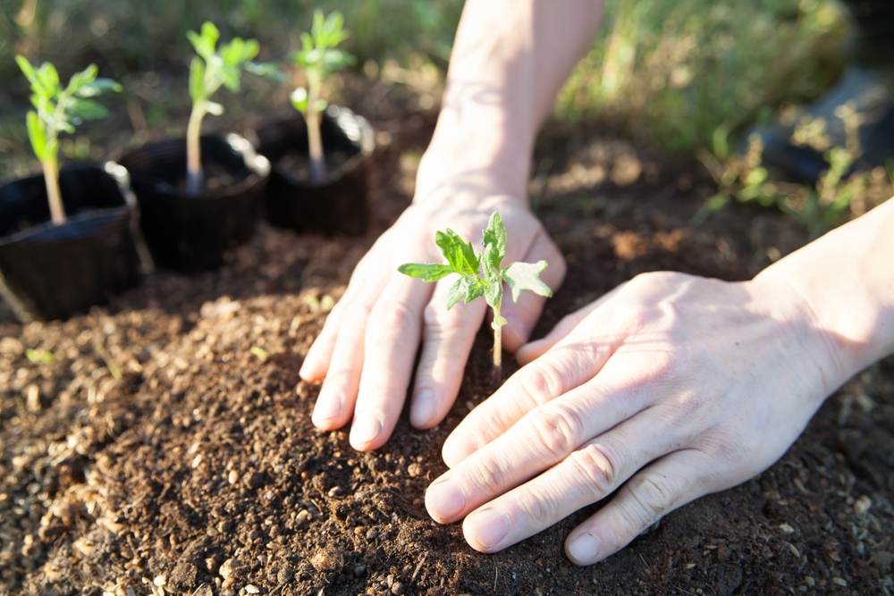 plantare rasaduri rosii de catre barbat cu mainile