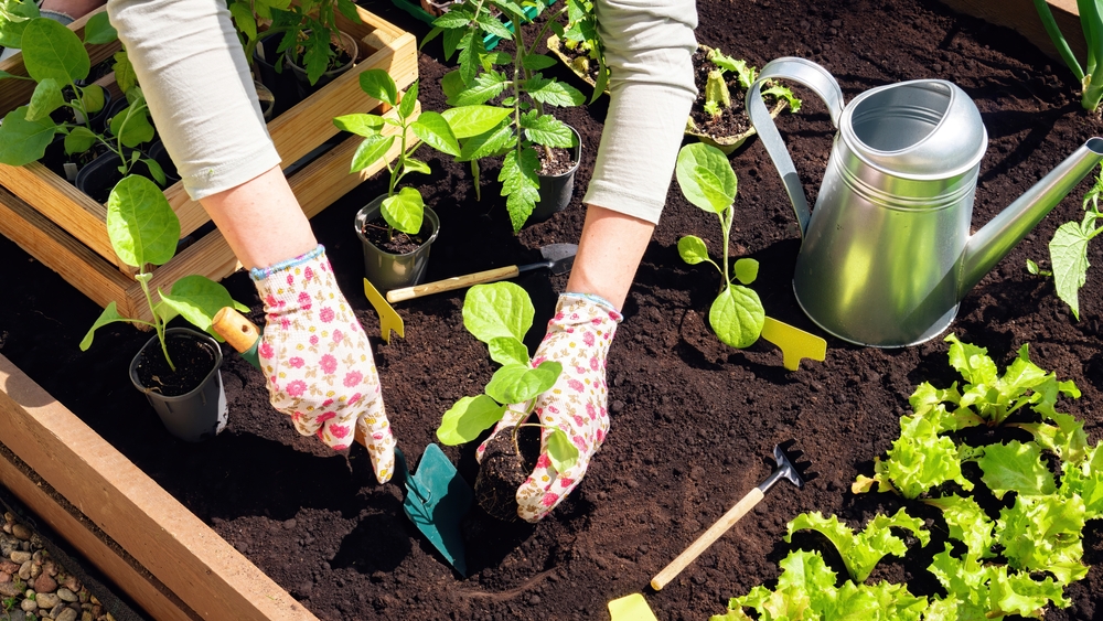 Mâini de femeie cu mănuși de grădinărit cu motiv floral plantează răsaduri în pământul din grădină.