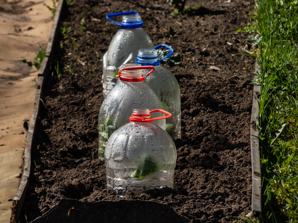 Patru sticle de plastic puse peste răsaduri în grădină ca să le protejeze de temperaturile scăzute.