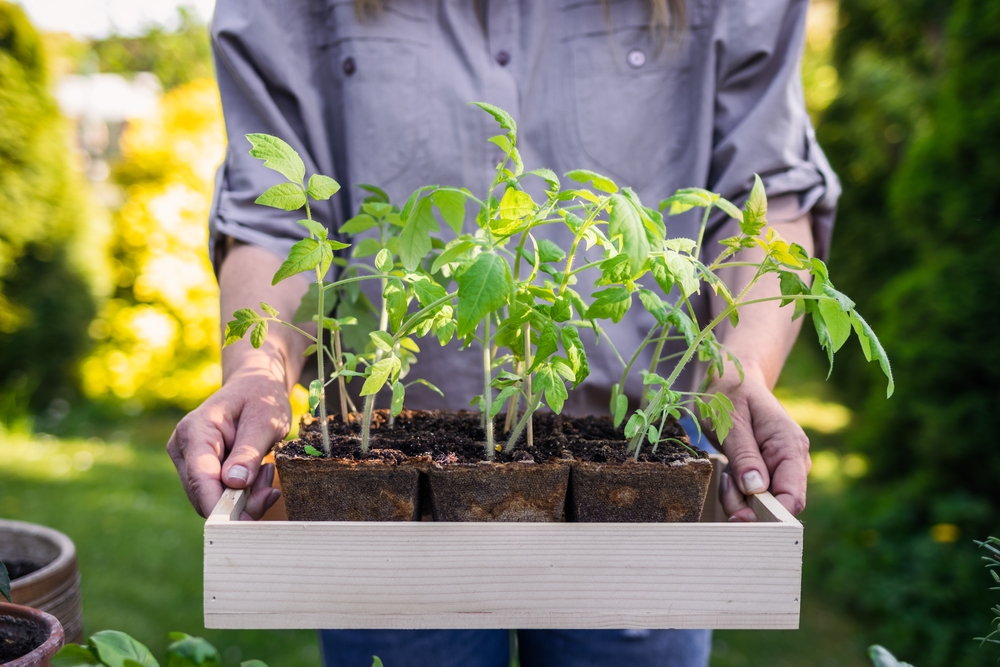Pregătire pământ pentru răsaduri: O femeie ține ân mâini o cutie din lemn cu răsaduri de roșii, gata de plantat în grădină.