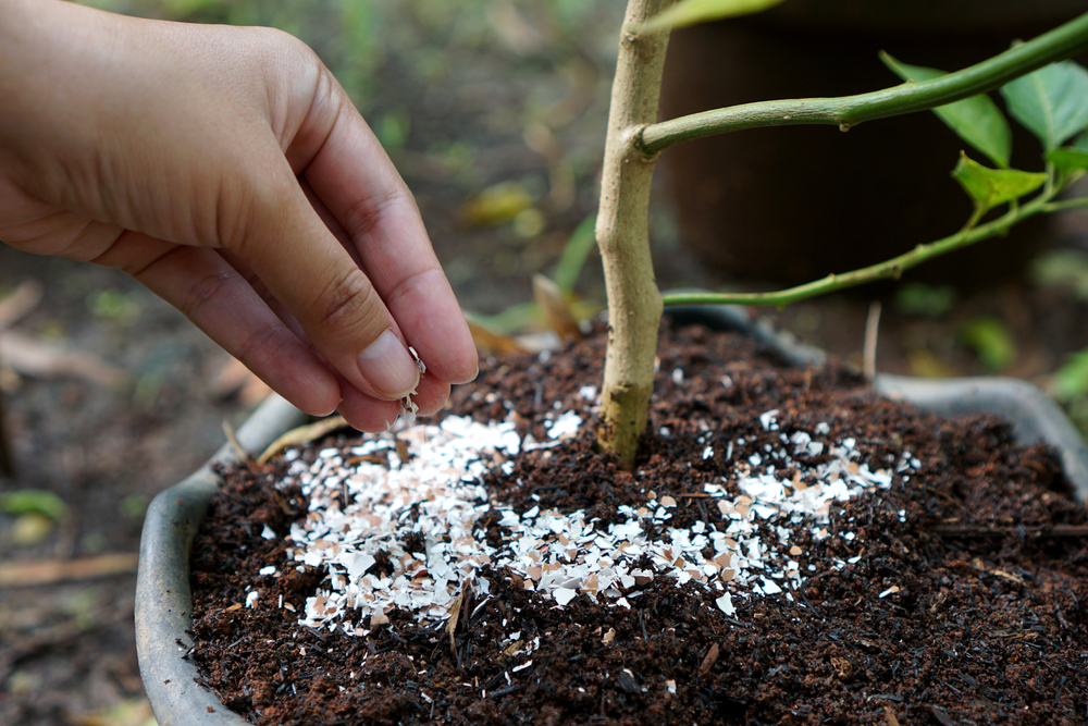 coji de oua pulbere baza planta