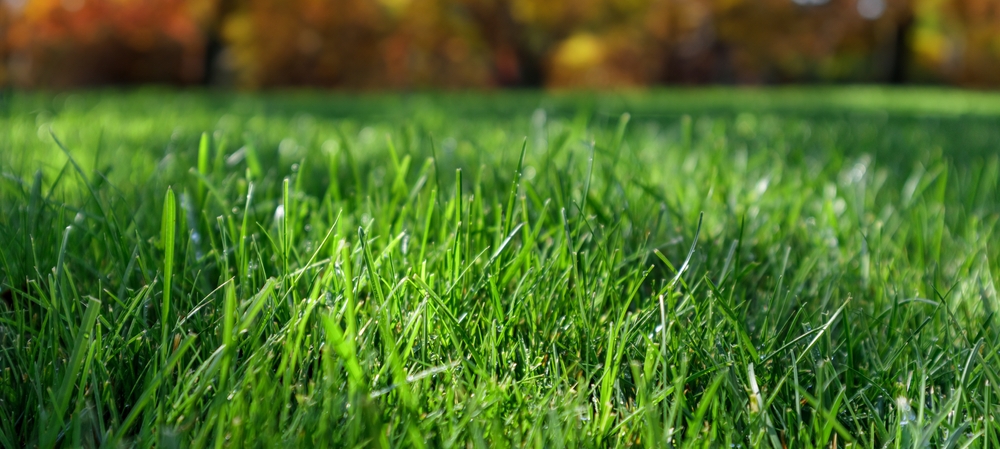 iarba verde gazon netuns vedere de aproape