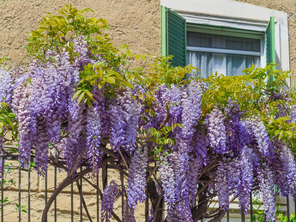 glicina violet pe gard inflorita langa casa cu fereastra verde