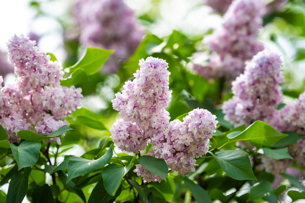 liliac alb inflorit